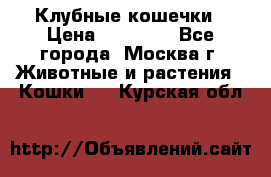 Клубные кошечки › Цена ­ 10 000 - Все города, Москва г. Животные и растения » Кошки   . Курская обл.